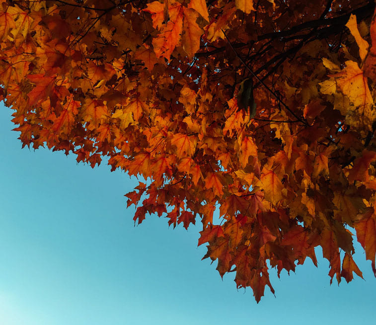 autuom color matching photo