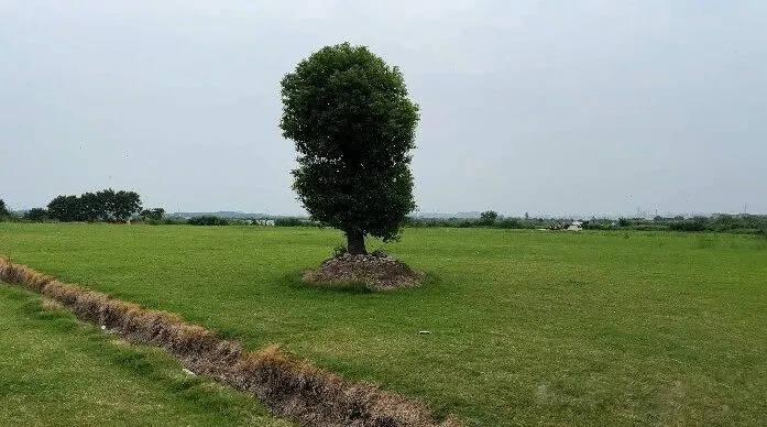 DaVinci Resolve color grading use scopes