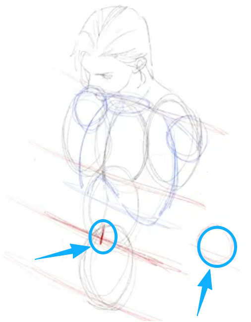 how to draw torso proportions