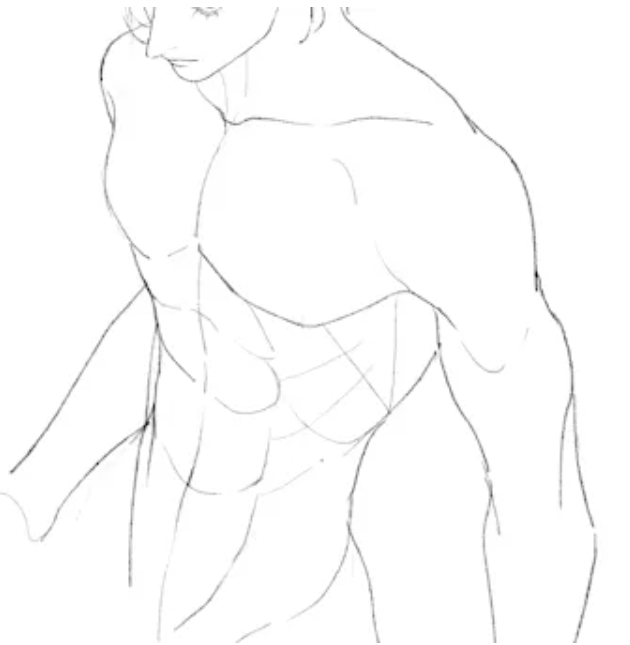 how to draw upper body muscle