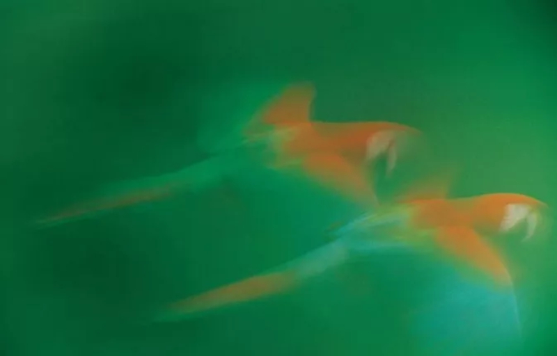 how to use contrasting colors in photography