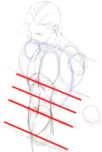 muscle structure of the torso