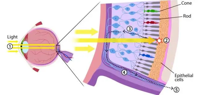 yellow light for human eye