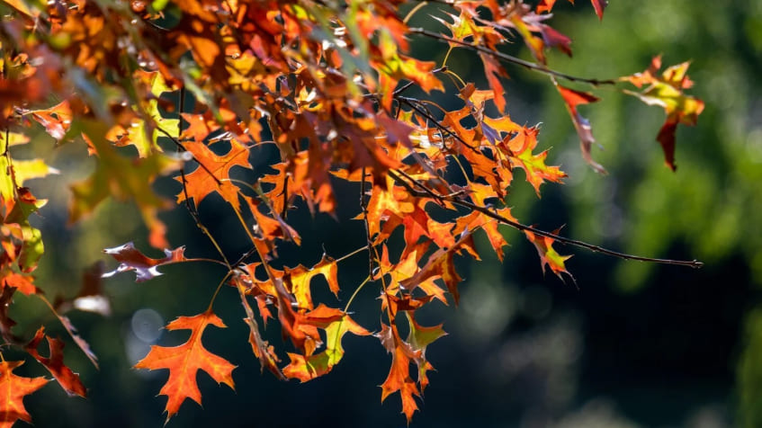 when to use cpl filter